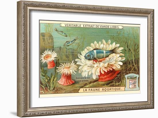 Aquatic Fauna, Sea Anemones-null-Framed Art Print