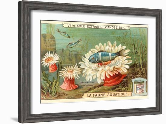 Aquatic Fauna, Sea Anemones-null-Framed Art Print