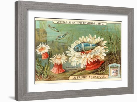 Aquatic Fauna, Sea Anemones-null-Framed Art Print