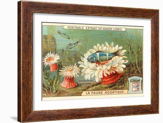 Aquatic Fauna, Sea Anemones-null-Framed Art Print