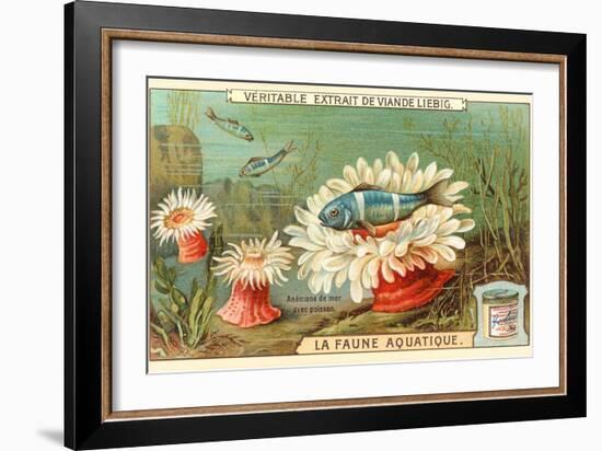 Aquatic Fauna, Sea Anemones-null-Framed Art Print