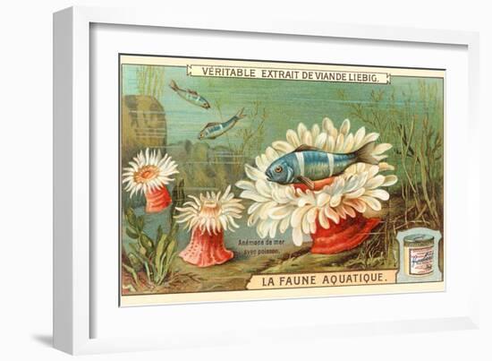 Aquatic Fauna, Sea Anemones-null-Framed Art Print