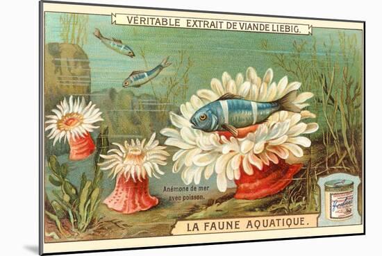 Aquatic Fauna, Sea Anemones-null-Mounted Art Print