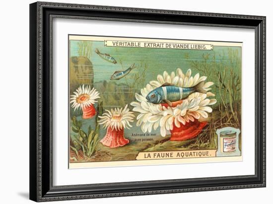 Aquatic Fauna, Sea Anemones-null-Framed Art Print