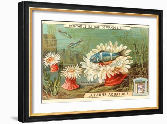 Aquatic Fauna, Sea Anemones-null-Framed Art Print