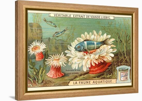 Aquatic Fauna, Sea Anemones-null-Framed Stretched Canvas