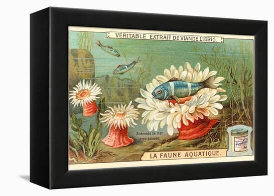 Aquatic Fauna, Sea Anemones-null-Framed Stretched Canvas