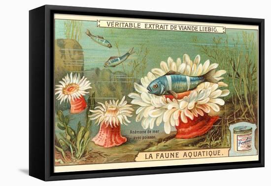 Aquatic Fauna, Sea Anemones-null-Framed Stretched Canvas