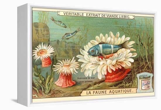 Aquatic Fauna, Sea Anemones-null-Framed Stretched Canvas