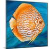 Aquatic Life I (Vibrant Sea Life II)-Patricia Pinto-Mounted Art Print