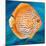 Aquatic Life I (Vibrant Sea Life II)-Patricia Pinto-Mounted Art Print