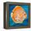 Aquatic Life I (Vibrant Sea Life II)-Patricia Pinto-Framed Stretched Canvas