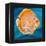 Aquatic Life I (Vibrant Sea Life II)-Patricia Pinto-Framed Stretched Canvas