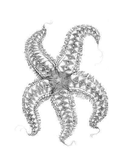 40+ Most Popular Realistic Starfish Drawing Pencil | Armelle Jewellery