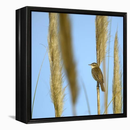 Aquatic Warbler (Acrocephalus Schoenobaenus) Breton Marsh, Vendee, France, May-Loic Poidevin-Framed Premier Image Canvas