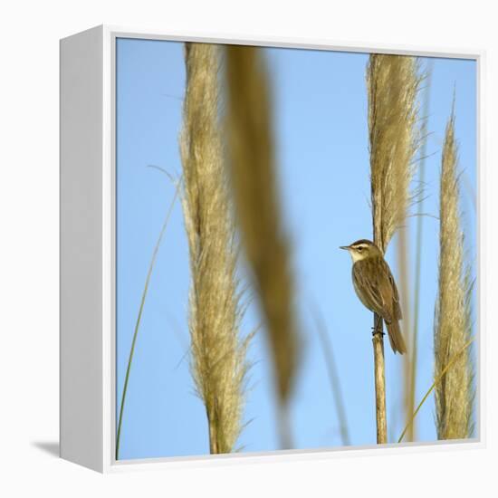 Aquatic Warbler (Acrocephalus Schoenobaenus) Breton Marsh, Vendee, France, May-Loic Poidevin-Framed Premier Image Canvas