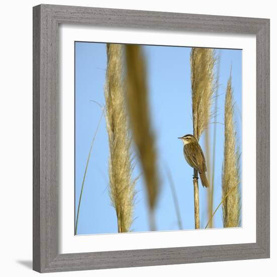 Aquatic Warbler (Acrocephalus Schoenobaenus) Breton Marsh, Vendee, France, May-Loic Poidevin-Framed Photographic Print