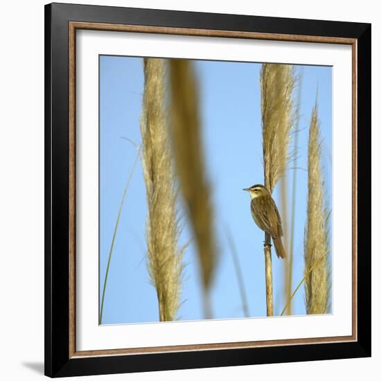 Aquatic Warbler (Acrocephalus Schoenobaenus) Breton Marsh, Vendee, France, May-Loic Poidevin-Framed Photographic Print