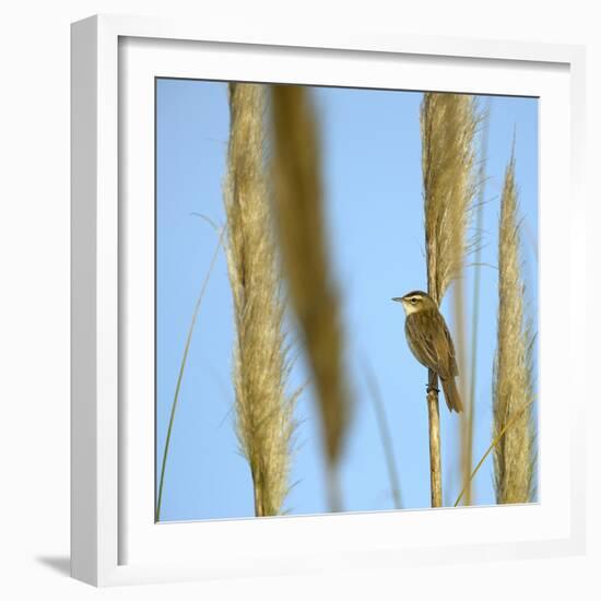 Aquatic Warbler (Acrocephalus Schoenobaenus) Breton Marsh, Vendee, France, May-Loic Poidevin-Framed Photographic Print