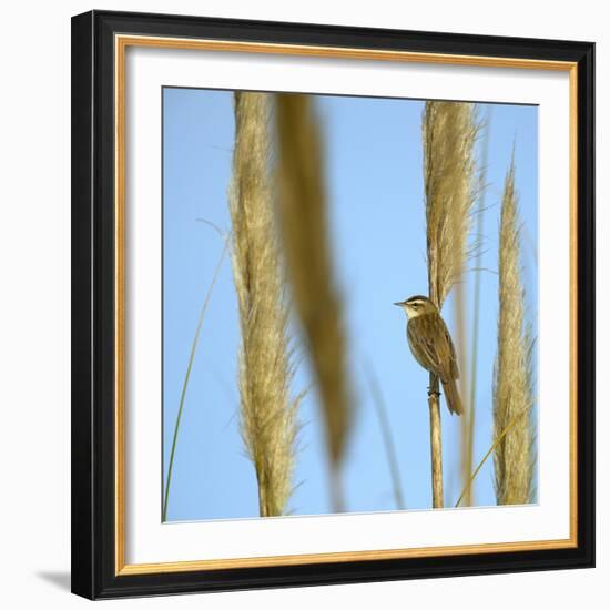 Aquatic Warbler (Acrocephalus Schoenobaenus) Breton Marsh, Vendee, France, May-Loic Poidevin-Framed Photographic Print