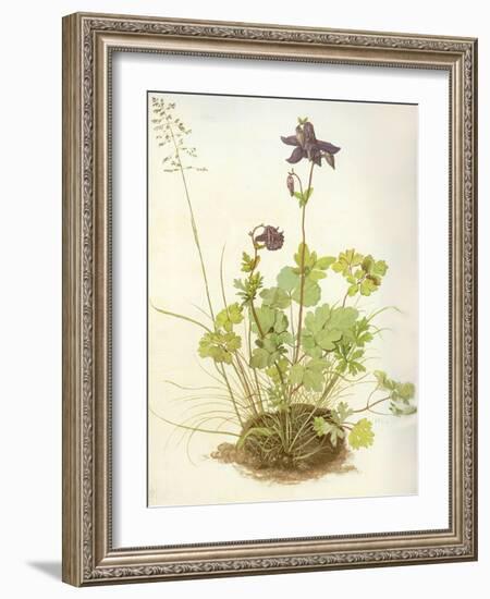 Aquilegia, 1526-Albrecht Dürer-Framed Giclee Print