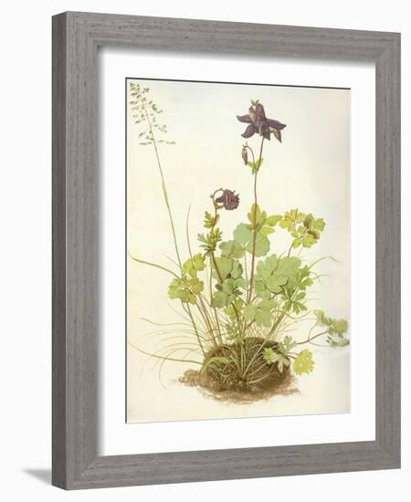 Aquilegia, 1526-Albrecht Dürer-Framed Giclee Print