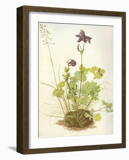 Aquilegia, 1526-Albrecht Dürer-Framed Giclee Print