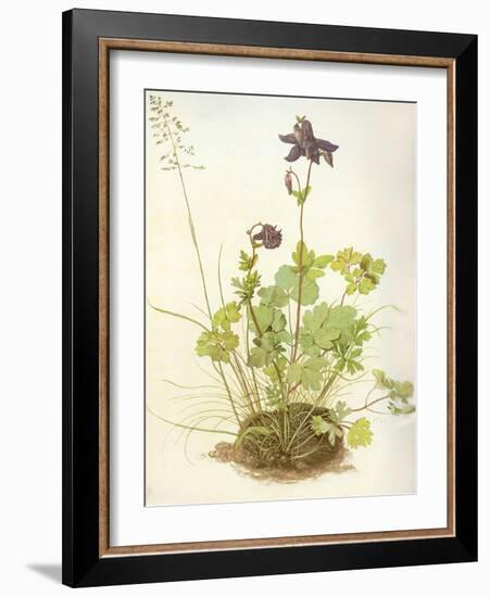 Aquilegia, 1526-Albrecht Dürer-Framed Giclee Print