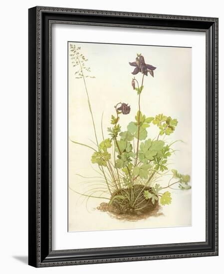 Aquilegia, 1526-Albrecht Dürer-Framed Giclee Print