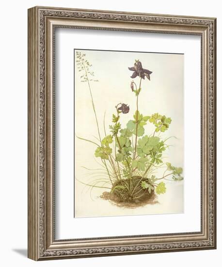 Aquilegia, 1526-Albrecht Dürer-Framed Giclee Print