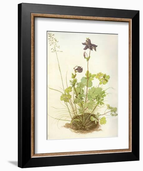 Aquilegia, 1526-Albrecht Dürer-Framed Giclee Print