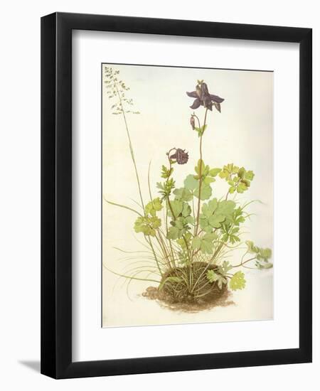 Aquilegia, 1526-Albrecht Dürer-Framed Giclee Print