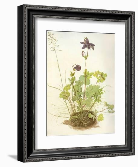 Aquilegia, 1526-Albrecht Dürer-Framed Giclee Print