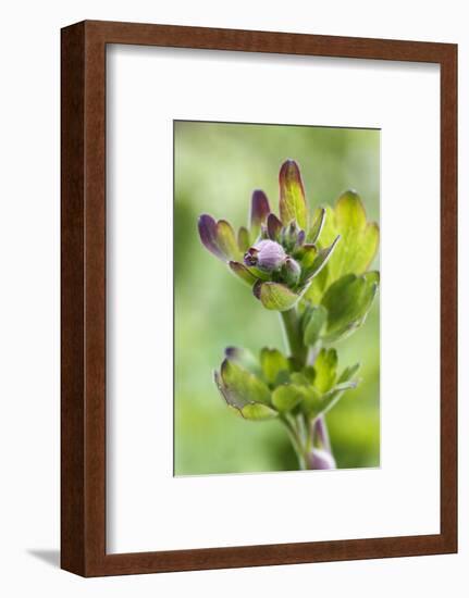 Aquilegia Vulgaris hybrid 'Black of Barlow' in the bud, spring-Waldemar Langolf-Framed Photographic Print