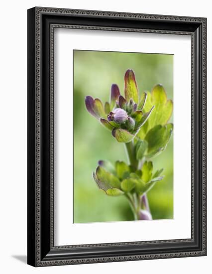 Aquilegia Vulgaris hybrid 'Black of Barlow' in the bud, spring-Waldemar Langolf-Framed Photographic Print