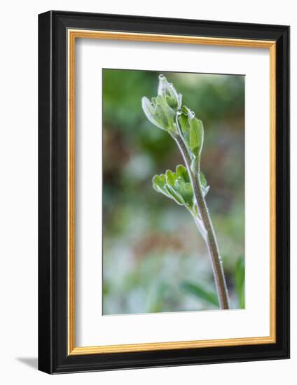 Aquilegia Vulgaris hybrid 'Black of Barlow' in the bud, spring-Waldemar Langolf-Framed Photographic Print