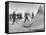 Arab Legion Men Emerging from Behind their Tents to Go to the Training Ground-John Phillips-Framed Premier Image Canvas