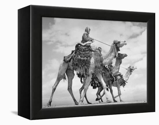 Arab Legionnaries Riding their Camels-John Phillips-Framed Premier Image Canvas