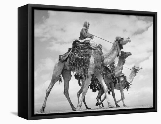 Arab Legionnaries Riding their Camels-John Phillips-Framed Premier Image Canvas