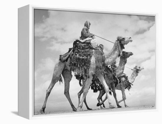 Arab Legionnaries Riding their Camels-John Phillips-Framed Premier Image Canvas