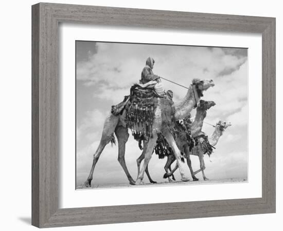 Arab Legionnaries Riding their Camels-John Phillips-Framed Photographic Print