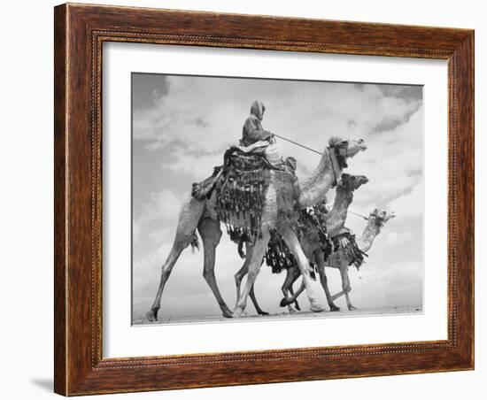 Arab Legionnaries Riding their Camels-John Phillips-Framed Photographic Print