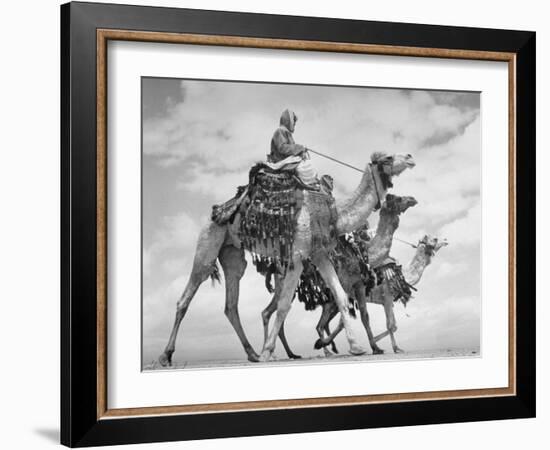 Arab Legionnaries Riding their Camels-John Phillips-Framed Photographic Print