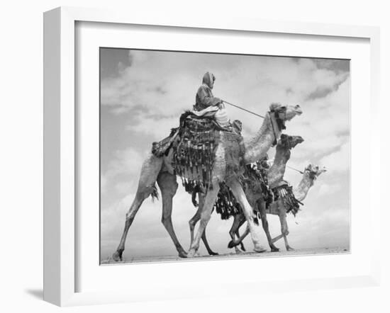 Arab Legionnaries Riding their Camels-John Phillips-Framed Photographic Print