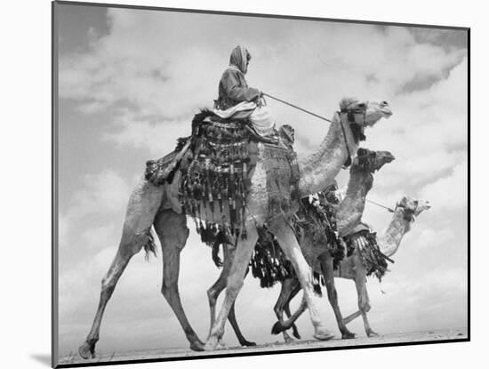 Arab Legionnaries Riding their Camels-John Phillips-Mounted Photographic Print