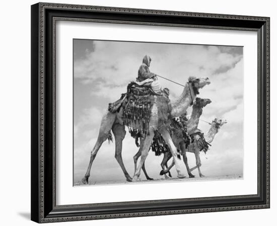 Arab Legionnaries Riding their Camels-John Phillips-Framed Photographic Print