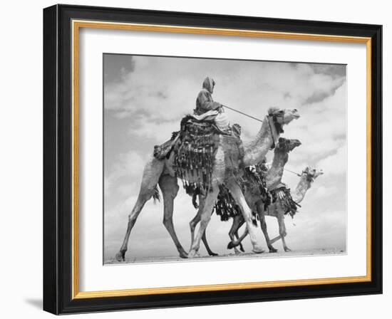 Arab Legionnaries Riding their Camels-John Phillips-Framed Photographic Print