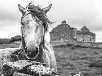 Ireland Black and White-Arabella Studios-Giclee Print