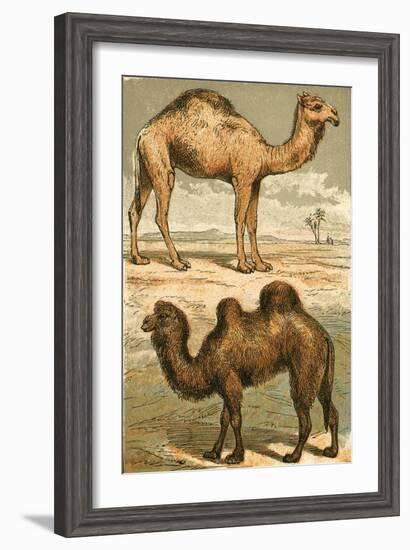 Arabian Camel and Bactrian Camel-English School-Framed Giclee Print