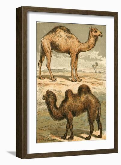 Arabian Camel and Bactrian Camel-English School-Framed Giclee Print